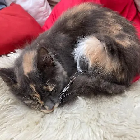 La Maison Sur La Falaise * نانت